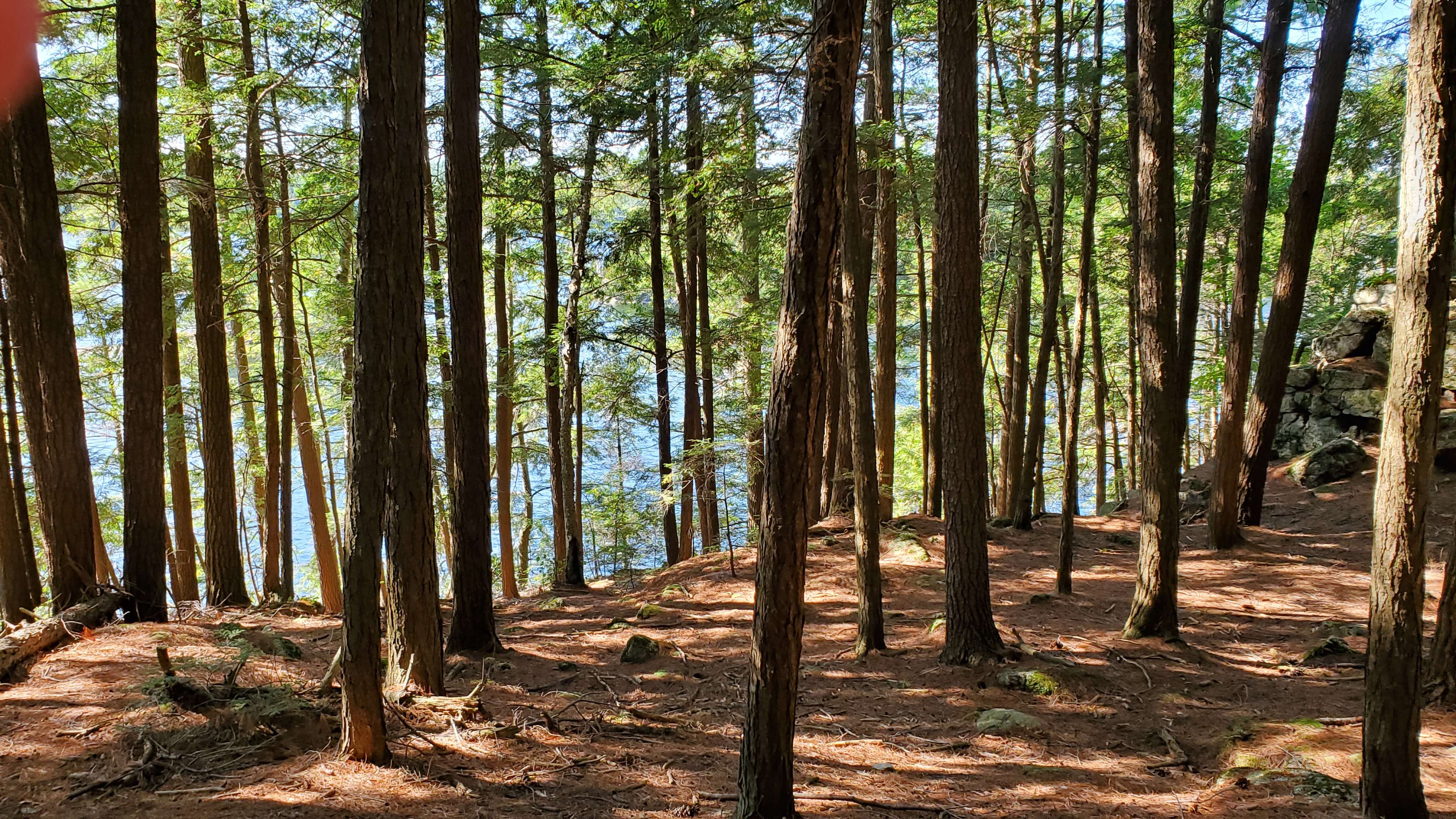 forest