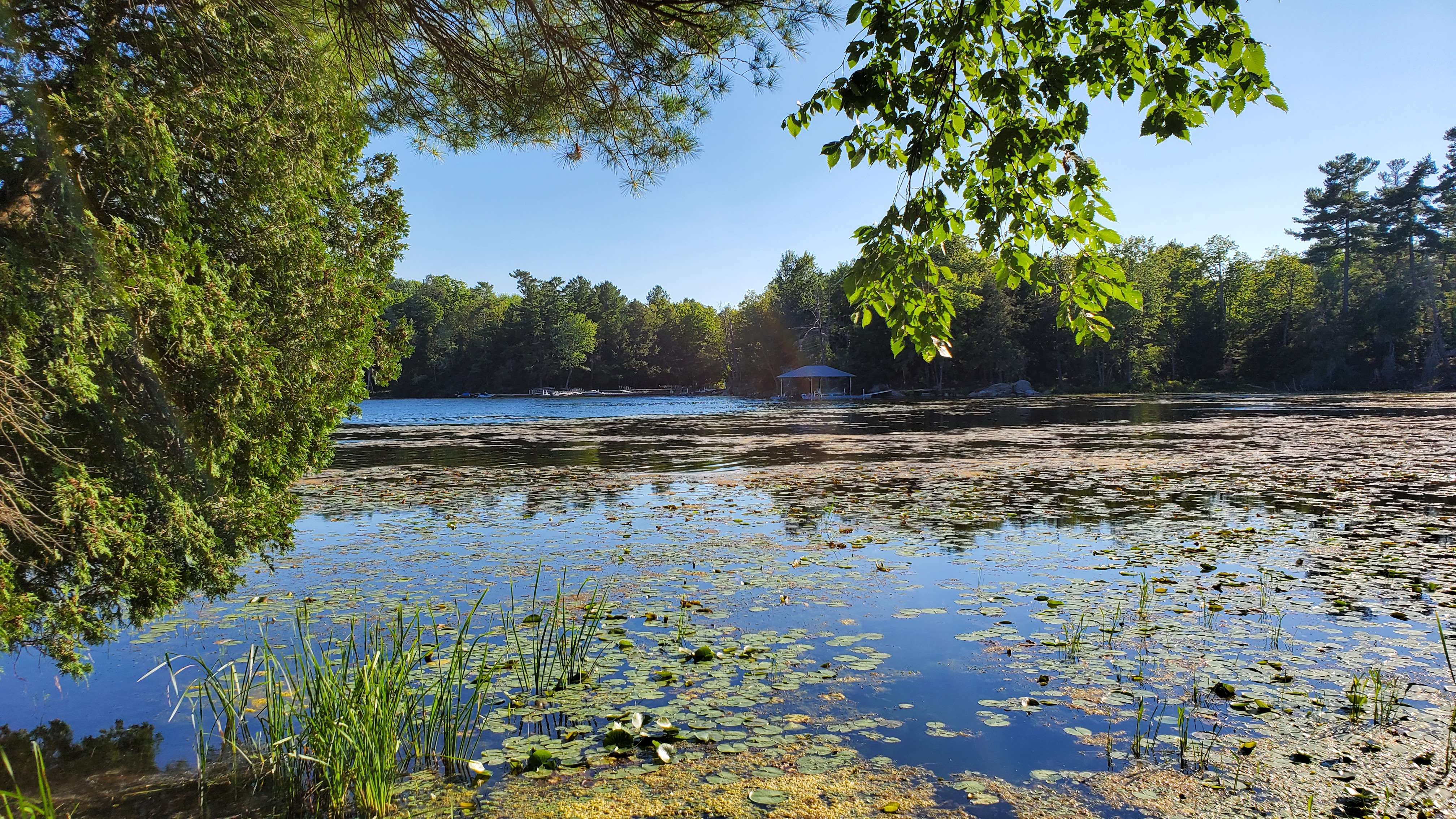forest